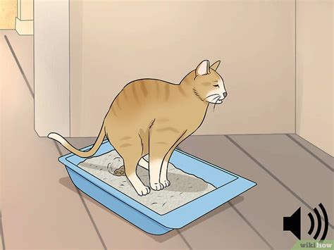 cat leaks poop|How to Identify Cat Stool Problems: 9 Steps (with。